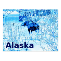 Urban Moose Post Cards