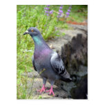 Urban Pigeon Post Cards