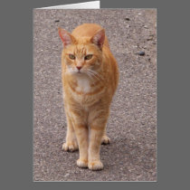 Urban Tiger cards