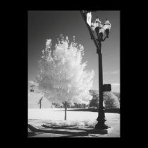 Urban Tree canvas prints