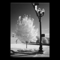 Urban Tree photography
