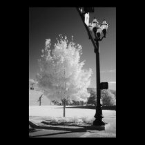 Urban Tree posters