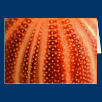 Urchin cards