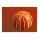 Urchin cards