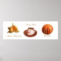 Urchin, Lions Paw, Murex Ramous Posters