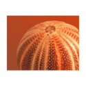 Urchin postcards
