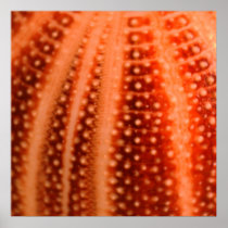 Urchin Print