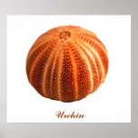 Urchin posters