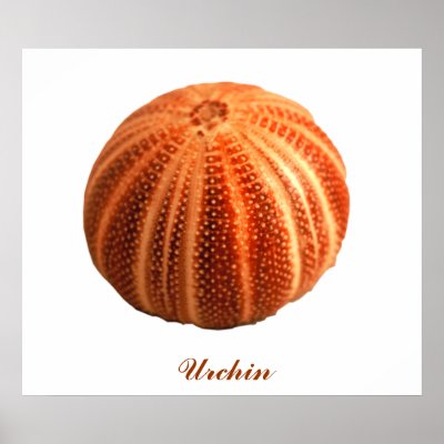 Urchin Poster by roimim