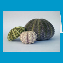 Urchin Trio Card cards