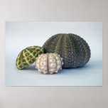 Urchin Trio Poster posters