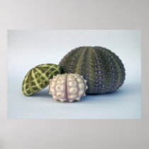 Urchin Trio Poster