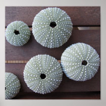 Urchins on Wood Print
