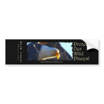US BALD EAGLE bumper stickers by RavenSpiritPrints US BALD EAGLE bumper stickers