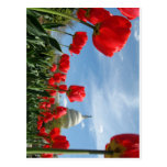 US Capitol Building Spring photo Postcards