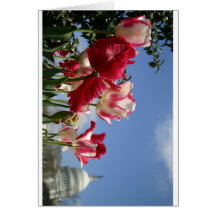 US Capitol spring Cards