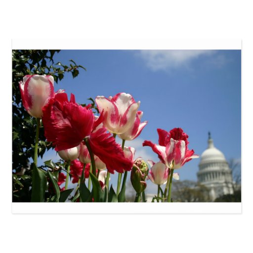 US Capitol spring Post Card