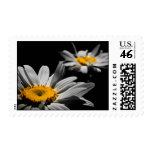 US Postage Stamp - Daisies