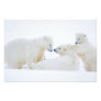 USA, Alaska, 1002 Coastal Plain of the Arctic