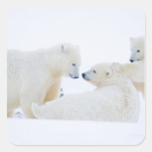 USA, Alaska, 1002 Coastal Plain of the Arctic Square Stickers