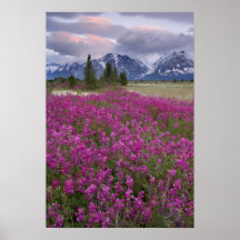 USA, Alaska, Alsek River Valley. View of Poster