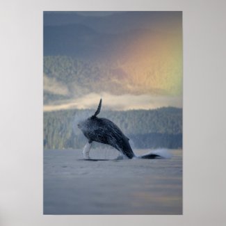 USA, Alaska, Angoon, Humpback Whale Megaptera print