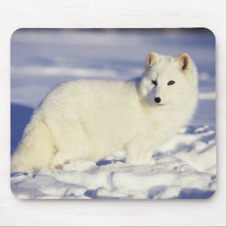 Arctic Fox Mouse Pads | Zazzle