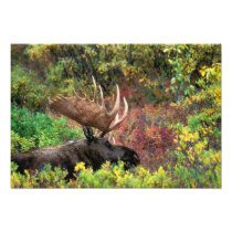 USA, Alaska, Denali National Park, Bull Moose