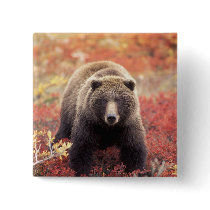 USA, Alaska, Denali NP, female Grizzly Bear Buttons