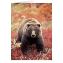 USA, Alaska, Denali NP, female Grizzly Bear Greeting Card