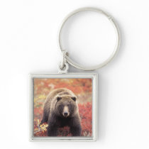 USA, Alaska, Denali NP, female Grizzly Bear Key Chain