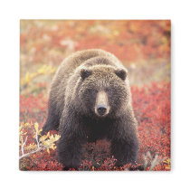 USA, Alaska, Denali NP, female Grizzly Bear Fridge Magnets