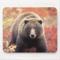 USA, Alaska, Denali NP, female Grizzly Bear Mousepad