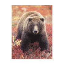 USA, Alaska, Denali NP, female Grizzly Bear Postcards
