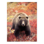 USA, Alaska, Denali NP, female Grizzly Bear Postcards