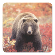 USA, Alaska, Denali NP, female Grizzly Bear Square Stickers