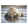 USA, Alaska, Katmai National Park, Brown Bear 4