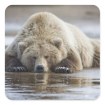USA, Alaska, Katmai National Park, Brown Bear 4 Square Sticker