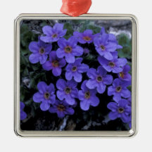 USA, Alaska National Wildlife Refuge (ANWR). Christmas Ornaments