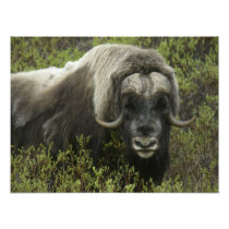 USA, Alaska, Nome. Close-up of musk ox