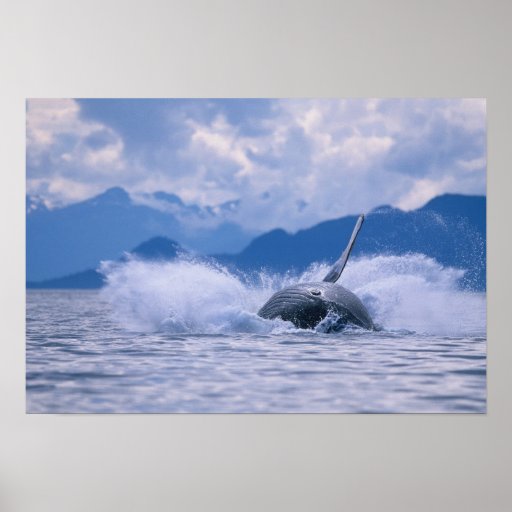 USA, Alaska, Tongass National Forest, Humpback 4 Posters