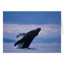 USA, Alaska, Tongass National Forest, Humpback Cards