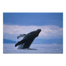 USA, Alaska, Tongass National Forest, Humpback
