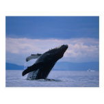 USA, Alaska, Tongass National Forest, Humpback Post Card