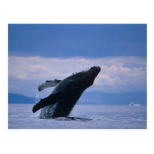 USA, Alaska, Tongass National Forest, Humpback Post Card