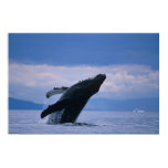 USA, Alaska, Tongass National Forest, Humpback Poster