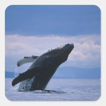 USA, Alaska, Tongass National Forest, Humpback Stickers