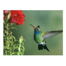 USA, Arizona. Broad-billed hummingbird male Postcards
