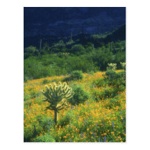 USA, Arizona, Organ Pipe Cactus National Postcard
