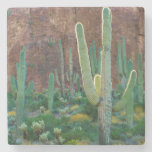 USA, Arizona. Saguaro Cactus Field By A Cliff Stone Beverage Coaster